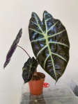 Alocasia suhirmaniana Red