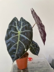 Alocasia suhirmaniana Red
