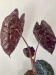 Alocasia suhirmaniana Red