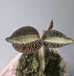 Storczyk Macodes petola 'Pearl'