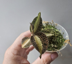 Storczyk Macodes petola 'Pearl'