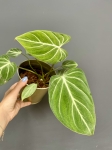 Philodendron gloriosum 'Zebra'