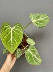 Philodendron gloriosum 'Zebra'