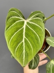 Philodendron gloriosum 'Zebra'