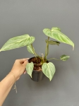 Philodendron gloriosum 'Zebra'