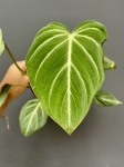 Philodendron gloriosum 'Zebra'