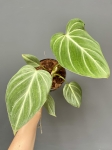 Philodendron gloriosum 'Zebra'