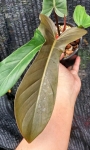 Philodendron Spanish Guitar