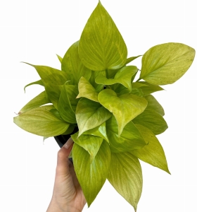 Homalomena Lemon Lime (1)