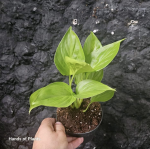 Homalomena Lemon Lime M