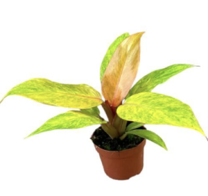 Homalomena Lemon Lime (1) (1)