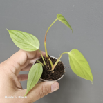 Philodendron sp. 2