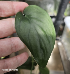 40.08.2 Scindapsus Satin Jade aurea variegated regres