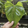 Philodendron giganteum CW