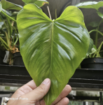 Philodendron giganteum CW