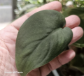 37.08.2 Scindapsus Satin Dark - CW