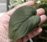 37.08.2 Scindapsus Satin Dark - CW