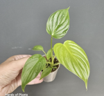 Philodendron pastazanum Silver - S