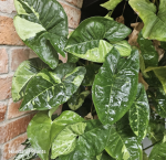 35.08.2 Syngonium panda - CW