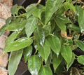 4.08.2 Philodendron Little Phil - CW