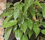 4.08.2 Philodendron Little Phil - CW