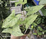 Syngonium Mottled - M