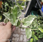 Epipremnum Pears and Jade - S