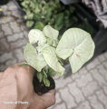 Syngonium Milk Confetti - S