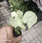 Syngonium Milk Confetti - S