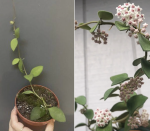 25.08.2 Hoya.nummularioides - CW