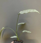 20.08.2 Schismatoglottis Silver L.