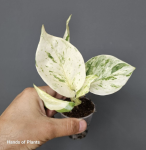 Epipremnum Happy Leaf S
