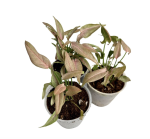 Syngonium 1510.- S