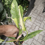 Philodendron Ring of Fire - M