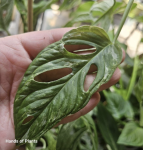 15.08.2 Monstera Indonesian Marble - CW