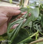 14.08.2 Monstera obliqua complex - CW