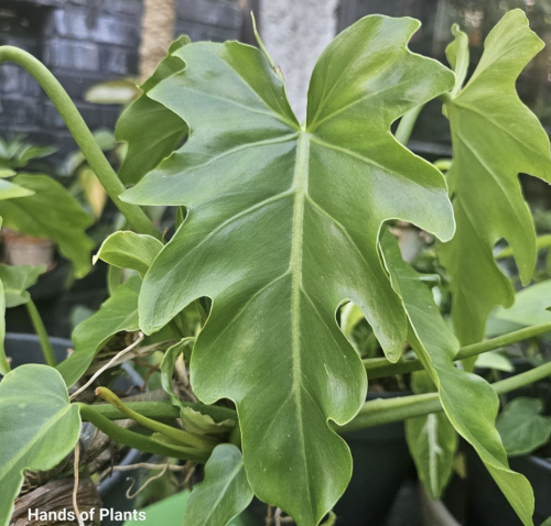 Philodendron radiatum CW