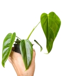 Philodendron esmeraldense M