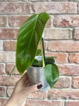 Philodendron esmeraldense M