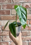 Philodendron esmeraldense M