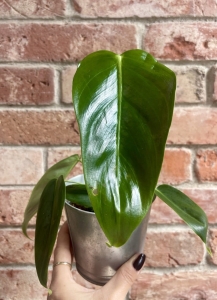 Philodendron esmeraldense M