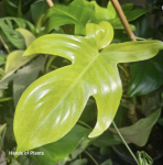 Ph. Florida Ghost CW