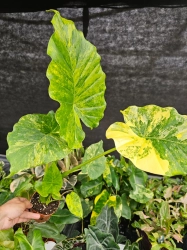 Alocasia gageana variegata -S