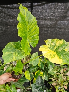 Alocasia gageana variegata -S