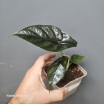Alocasia green unicorn
