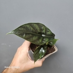 Alocasia green unicorn