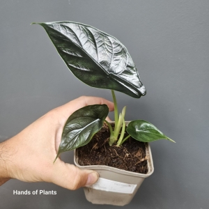 Alocasia green unicorn (A. Azlanii x A. Dragon Scale)