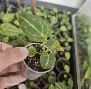 Anthurium forgetii - S