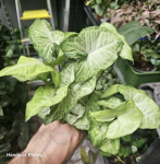 Syngonium White Butterfly - L