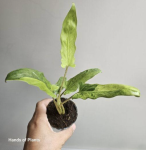 Alocasia lauterbachiana Aurea Variegata